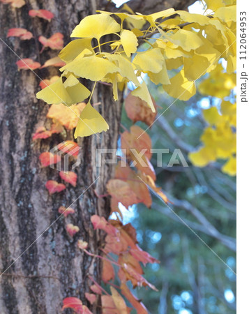 蔦紅葉 112064953
