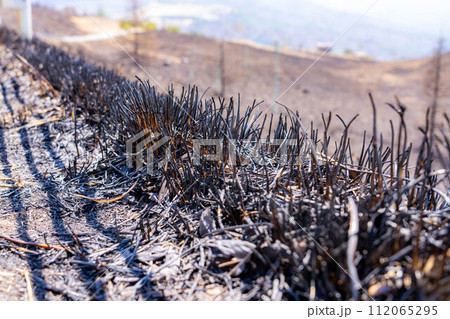 【災害イメージ】霧ケ峰高原の山火事跡【長野県】 112065295