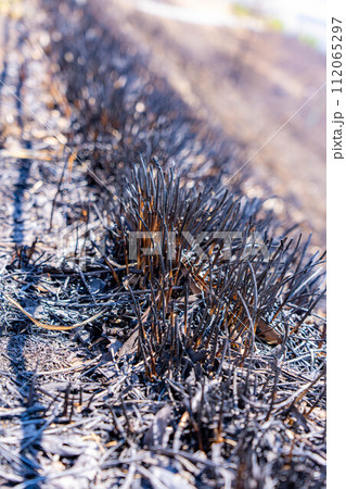 【災害イメージ】霧ケ峰高原の山火事跡【長野県】 112065297