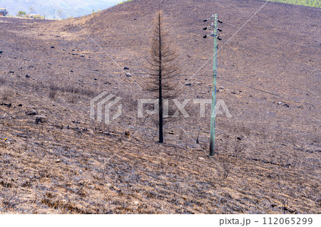 【災害イメージ】霧ケ峰高原の山火事跡【長野県】 【災害イメージ】霧ケ峰高原の山火事跡【長野県】 112065299