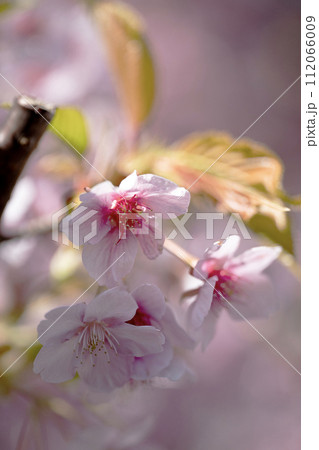 早咲き熱海ザクラ満開 112066009