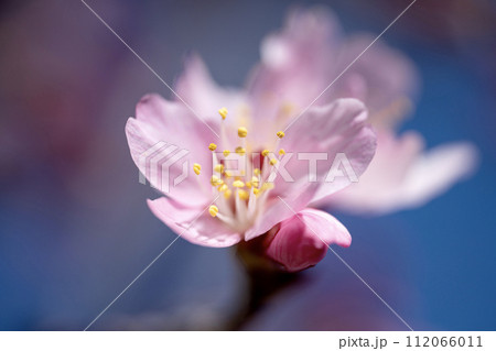 青空に可憐なオカメザクラ 112066011