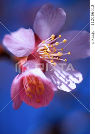 青空に可憐なオカメザクラ 112066012