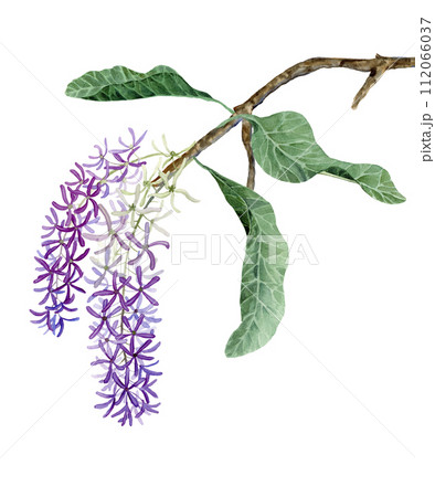 petrea volubilis flower clusters of lilac color on a branch with leaves drawn in watercolor  112066037