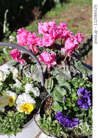 変わり咲きシクラメンとフリルパンジーの寄せ鉢 112066520