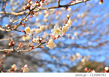 早春の訪れ　白梅　季節の変わり目　　　　 112066761