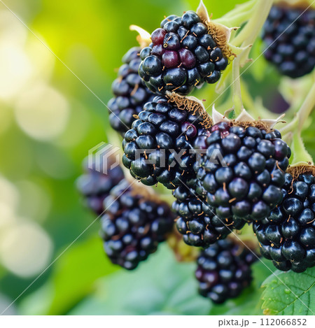 AI-generated content. Ripe blackberries hanging, ready for harvest, organic farming, closeup AI-generated content. Ripe blackberries hanging, ready for harvest, organic farming, closeup 112066852