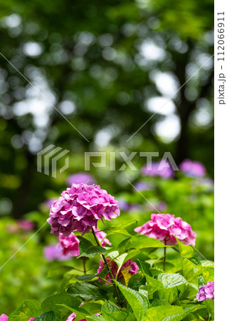 樹林の中の紫陽花 112066911