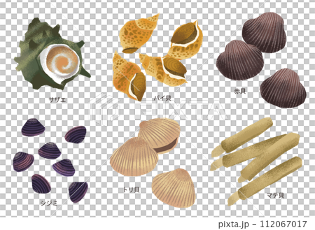 マテ貝の水彩風イラスト2のイラスト素材 [112067017] - PIXTA