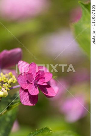 紫陽花のクローズアップ素材 紫陽花のクローズアップ素材 112067105
