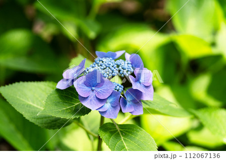 紫陽花のクローズアップ素材 紫陽花のクローズアップ素材 112067136