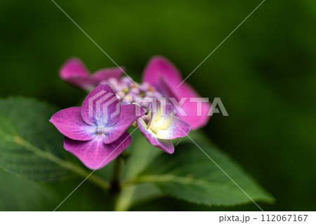 紫陽花のクローズアップ素材 紫陽花のクローズアップ素材 112067167