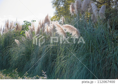 秋の公園　輝　パンパスグラス花穂 112067400
