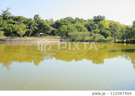 秋の公園 水鳥遊泳 秋の公園 水鳥遊泳 112067404