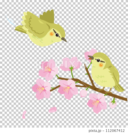 Cherry blossom branch and two warblers 112067412