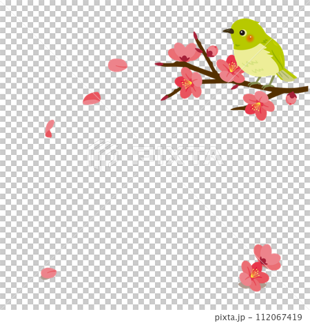 Red plum branches and white-eye Red plum branches and white-eye 112067419