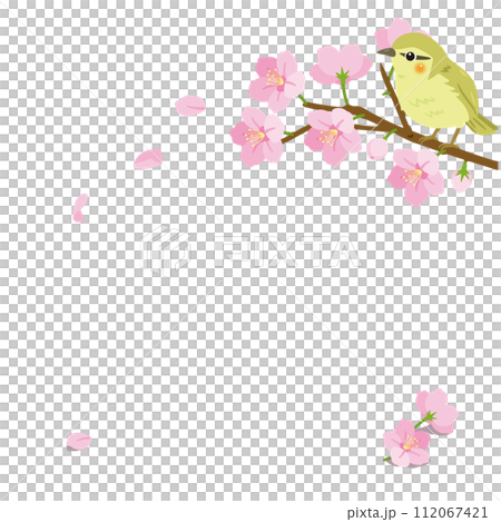 桜の枝とウグイス 112067421