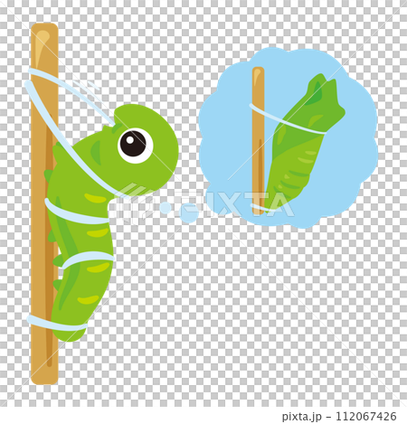 化蛹的幼蟲 化蛹的幼蟲 112067426