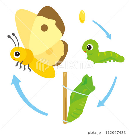 蝶、蛹、青虫、卵の成長セット 112067428