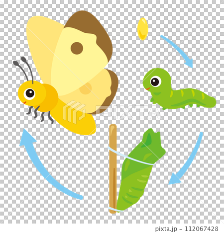 蝶、蛹、青虫、卵の成長セット 112067428