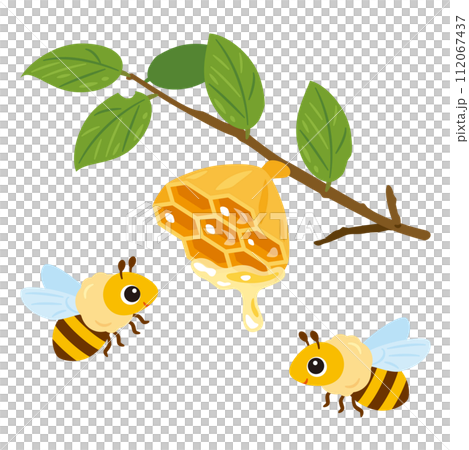 樹枝上的蜂巢和蜜蜂 112067437