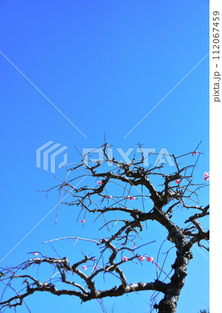 落葉した冬の樹木 落葉した冬の樹木 112067459