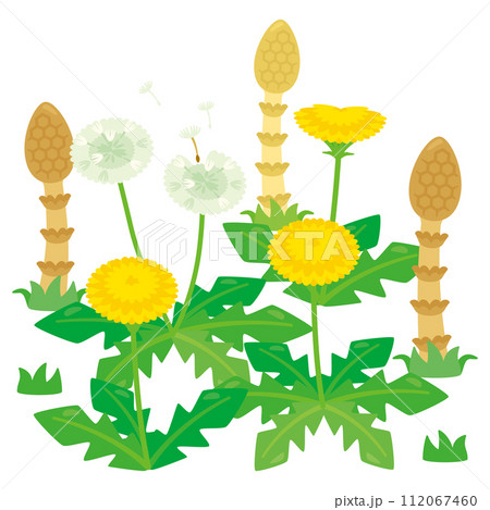 タンポポとつくし タンポポとつくし 112067460