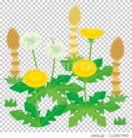 タンポポとつくし タンポポとつくし 112067460
