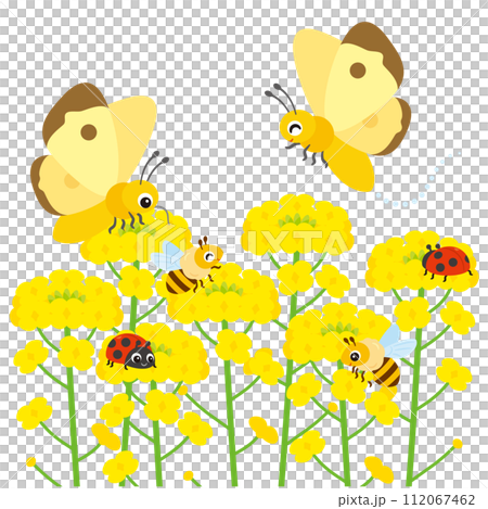 Rape flower field and insects 112067462