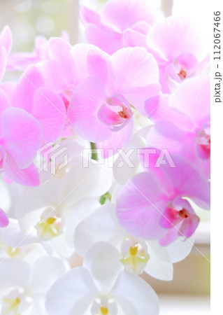 胡蝶蘭 胡蝶蘭 112067466