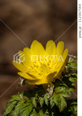 寒さを越えて早春の山中に咲くフクジュソウ 寒さを越えて早春の山中に咲くフクジュソウ 112067564