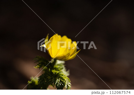 寒さを越えて早春の山中に咲くフクジュソウ 寒さを越えて早春の山中に咲くフクジュソウ 112067574