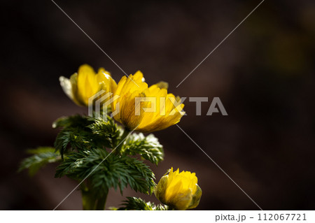 寒さを越えて早春の山中に咲くフクジュソウ 112067721