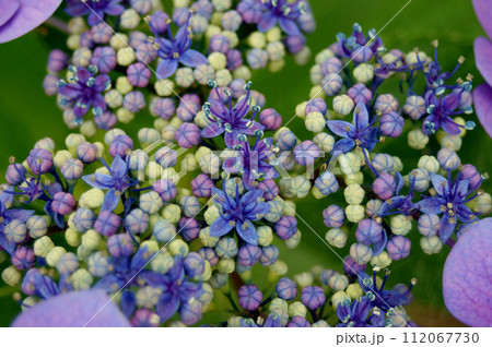 ガクアジサイの花のアップ 112067730