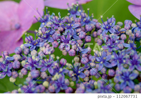 ガクアジサイの花のアップ ガクアジサイの花のアップ 112067731