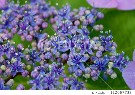 ガクアジサイの花のアップ ガクアジサイの花のアップ 112067732
