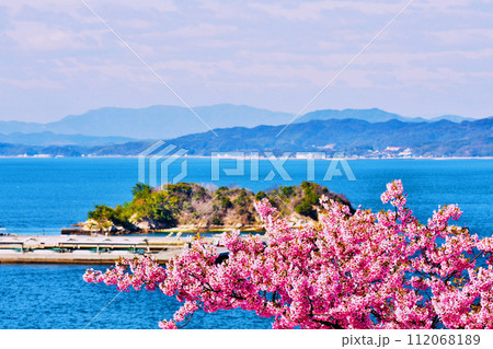 満開になった上関城山歴史公園の河津桜3 112068189
