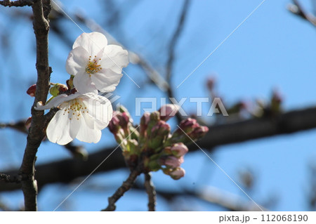 咲き始めた桜　　春が到来　 112068190