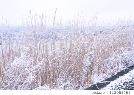 《神奈川県》雪景色の箱根・積雪の仙石原 112068562