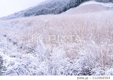 《神奈川県》雪景色の箱根・積雪の仙石原 112068564