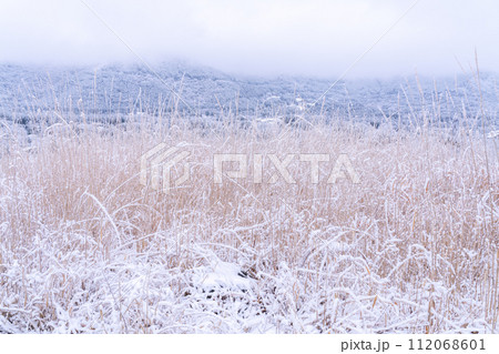 《神奈川県》雪景色の箱根・積雪の仙石原 《神奈川県》雪景色の箱根・積雪の仙石原 112068601