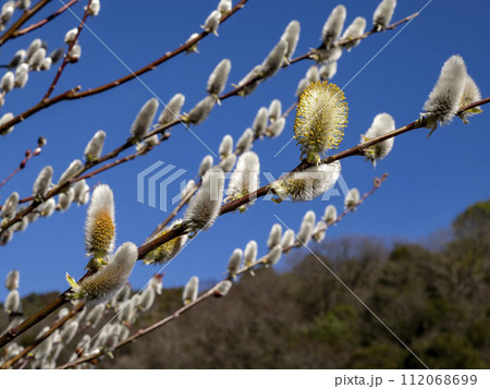 早春に咲くネコヤナギ 早春に咲くネコヤナギ 112068699