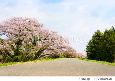 春の季節に爽やかな青空と河川敷に満開に咲いた桜の花の桜並木の並木道の歩道 112068936