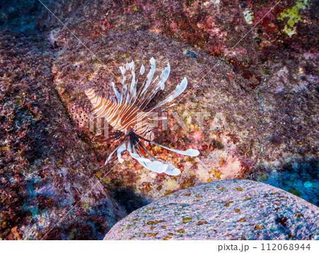 美しく大きなハナミノカサゴ（ミノカサゴ亜科）。  東京都伊豆諸島式根島、丸根ヶ浜にて。 2023年1 112068944