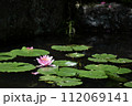 池に浮かぶピンクのスイレンの花 112069141
