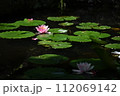 池に浮かぶピンクのスイレンの花 112069142
