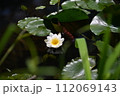 池に浮かぶ白いスイレンの花 112069143