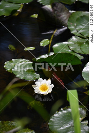池に浮かぶ白いスイレンの花 112069144
