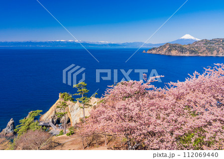 （静岡県）早咲き桜咲く西伊豆黄金崎・富士山遠望 112069440