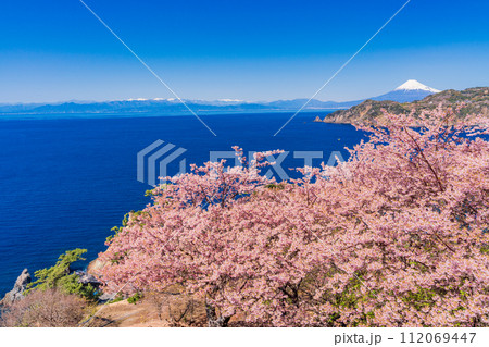 （静岡県）早咲き桜咲く西伊豆黄金崎・富士山遠望 112069447